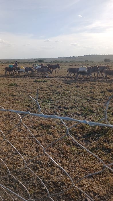 The image displays an arid landscape in Kaputiei North ward, Kenya, under a light blue, cloudy sky. A blurred wire mesh fence occupies the foreground. Beyond the fence, a group of approximately 15 donkeys traverses from left to right across dry, sparsely vegetated ground. Multiple donkeys are laden with various items, specifically yellow jerrycans, white sacks, and blue containers. A single human figure, dressed in dark clothing, is visible on the far left, accompanying the donkeys. The background features undulating hills with sparse vegetation and distant, indistinct structures suggesting human habitation.