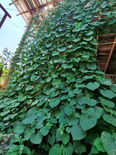 The image shows a thick, verdant vine with large, heart-shaped green leaves covering a vertical structure, possibly a wall or a support beam. The vine extends upwards, partially obscuring a wooden structure with a transparent roof and wooden beams above. The sky is visible in the upper left portion of the image, appearing clear and bright. Some other smaller green plants are visible at the bottom of the image, suggesting an outdoor setting. The lighting suggests it is daytime, possibly late morning or early afternoon. There are no people or animals present in the image. The scene appears to be in a garden or outdoor area, potentially a greenhouse or a covered patio. Based on the provided context, this scene is located in the city of Sovet, Kyrgyzstan.
