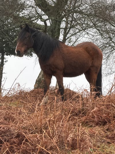The image depicts a single brown horse, identified as a New Forest pony, standing on a ground covered densely with dry, light brown bracken and sparse dead vegetation in New Forest, United Kingdom. The horse faces left in profile, with its body angled slightly from the viewer's perspective. It has a dark brown to black mane and tail, and a prominent white blaze on its muzzle. In the midground, behind the horse, a thick tree trunk with light-colored bark is visible. The background consists of several deciduous trees with bare, gnarled branches, indicating a leafless season, set against an overcast, light grey sky. No people are present in the scene.