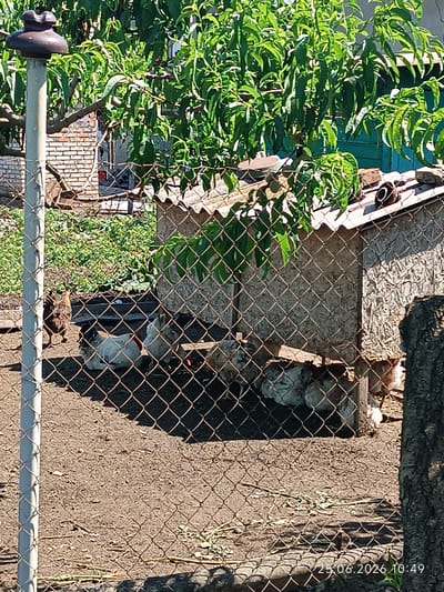 A chicken coop is visible in the foreground, constructed from plywood and topped with corrugated sheeting. A chain-link fence is positioned in front of the coop, partially obscuring it. Within the fenced area, several chickens are gathered, with some resting or standing. To the left of the coop, a single chicken stands apart from the others. The ground within the enclosure is dirt. In the background, lush green foliage from a tree hangs over the coop, and a brick structure is partially visible. The scene appears to be set in a rural or semi-rural environment, likely a backyard or farmstead, in the city of Artsyz, Ukraine, as indicated by the timestamp "25.06.2026 10:49" which suggests a location in Ukraine. The lighting suggests it is daytime, with sunlight casting shadows.