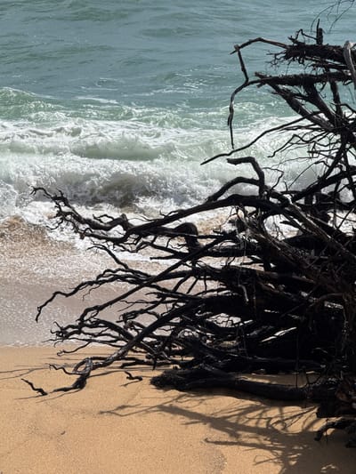 The image depicts a close-up view of dark, tangled driftwood and tree roots resting on a sandy beach. The ocean waves, appearing greenish-blue and foamy, crash onto the shore in the background, creating a stark contrast with the dark wood. The sand is a light tan color and appears wet near the water's edge. Shadows cast by the driftwood are visible on the sand, indicating a sunny day. The scene is devoid of any people. The overall impression is one of natural erosion and the raw beauty of coastal elements. This scene is likely from Ban Tha Chat Chai, Thailand, a coastal area known for its beaches and proximity to the sea.