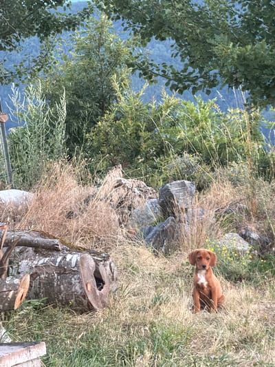 A young, reddish-brown dog with large floppy ears and a white patch on its chest sits in dry, tall grass. The dog is facing the camera and appears alert. In the background, a large, rough-hewn log is visible, lying on its side. Behind the log, there are large rocks, more dry grass, and various green plants and trees. The setting appears to be outdoors in a natural environment, possibly a rural area like Trebishte, Bulgaria, given the presence of logs and rocky terrain. In the distance, a hazy blue mountain range is visible, covered in trees. The lighting suggests it is either early morning or late afternoon.