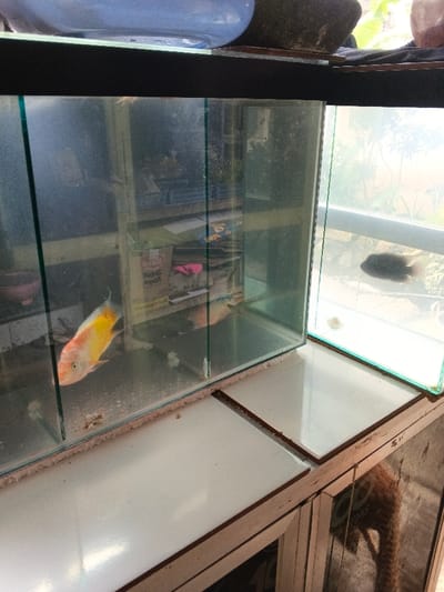This image, taken in Sarandi de Cuadra, Uruguay, depicts two glass aquariums positioned side-by-side on a white tiled surface.
The aquarium on the left contains a single fish, approximately 15-20 cm long, exhibiting a white head and body that transitions to bright orange and yellow on its posterior half. The water within this tank appears slightly murky, and its glass surfaces show visible smudges and residue. Reflections of various objects, including cardboard boxes and a pink bowl, are visible on the back glass panel.
The aquarium on the right is positioned slightly behind and to the right of the first, appearing to be in a brighter area. It contains a single dark-colored fish, approximately 10-12 cm long, swimming towards the left. A small, light-colored object, possibly a shell, rests on the tank's bottom. The background visible through this tank's glass is brightly lit and shows indistinct green foliage, suggesting proximity to an outdoor window.
Both aquariums rest on a white surface composed of multiple rectangular tiles with dark grout lines, which in turn sits atop a light-colored wooden or laminate structure with darker brown edges. Below this structure, reflections or internal components are visible through what appear to be glass panels. Above the left aquarium, a light blue, ceramic-like bowl is partially visible, along with a dark, irregular object and a dark fabric surface. The scene is brightly lit, with strong light coming from the right, creating reflections on the glass surfaces. No individuals are present in the scene.