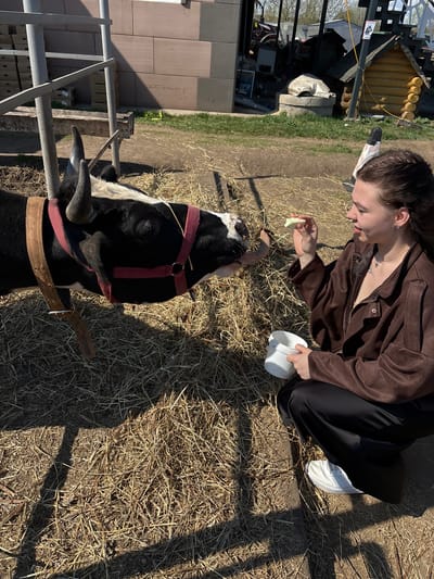A person kneels in an outdoor setting, offering a piece of food to a black and white cow with a red harness. The person is wearing a brown button-down shirt and black pants with white sneakers. They hold a white container in their left hand. The ground is covered in dry straw. In the background are buildings, including a yellow wooden structure. The location is Crokhovo, Russia.