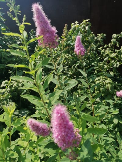 In a sun-dappled garden in the village of Mylnikovo, Russia, several spirea bushes are in bloom. The spirea flowers are a vibrant pink, forming conical clusters at the tips of their branches. The leaves of the bushes are a deep green, with many unfurling new growth. The background consists of dense foliage and a dark, wooden fence. The scene conveys a sense of natural beauty and tranquility, characteristic of a rural Russian summer.