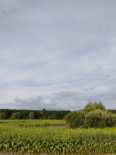 The image shows a panoramic view of a rural landscape in Matiashivka, Ukraine. In the foreground, a field of young sunflowers stretches across the frame, with their green stalks and large leaves clearly visible. The sunflowers are planted in neat rows, suggesting agricultural cultivation. Beyond the sunflower field, a dense line of trees forms a dark green horizon, marking the edge of a forest. To the right of the forest, a large, bushy tree with light green foliage stands prominently. The sky above is overcast with a mix of light and dark gray clouds, indicating a cloudy day. The overall impression is one of a serene agricultural setting under a dramatic sky. There are no people or animals visible in the image.
