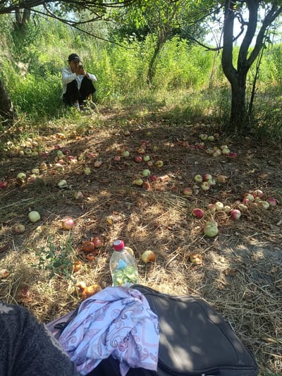 In Sakaldy, Kyrgyzstan, a person sits on the ground beneath a tree, looking at their phone. The ground is covered with fallen apples and dry grass. A water bottle filled with a clear liquid and slices of fruit is visible. A patterned cloth and a dark bag are in the foreground. The surrounding area is overgrown with green foliage.