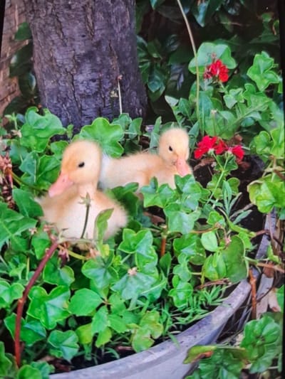 Two fluffy yellow ducklings are nestled in lush green foliage near a tree trunk. Red flowers are interspersed among the leaves. The scene appears to be outdoors in a garden or natural setting, possibly a park or yard within the city of Büyükçekmece, Turkey. The image is slightly blurry, giving a soft, naturalistic feel.
