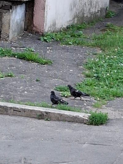 Two pigeons are standing on asphalt near a concrete curb. One pigeon is facing left and the other is facing right. Green grass is growing through cracks in the asphalt and along the curb. A worn concrete wall with peeling paint is in the background. The scene is located in Grigorovo, Russia.