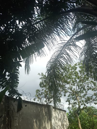 The image depicts an outdoor scene with lush vegetation and a wall. In the foreground, a light-colored wall runs horizontally across the lower part of the frame, casting shadows from overhead foliage. Barbed wire is strung along the top of the wall, suggesting a boundary or security measure.

Overhead, large palm fronds dominate the upper portion of the image, creating a dappled canopy and silhouetting against a bright sky. To the right of the frame, a leafy tree with a slender trunk stands prominently, its branches reaching upwards. The foliage appears dense and green. In the background, more greenery is visible, indicating a tropical or subtropical environment.

The sky is overcast with some lighter areas, suggesting a cloudy or partly cloudy day, possibly in the late morning or early afternoon given the brightness. The overall impression is one of natural growth and perhaps a slightly rugged or secure outdoor space. There is no discernible activity or people in the image. The location is identified as Ubomiri, Nigeria.