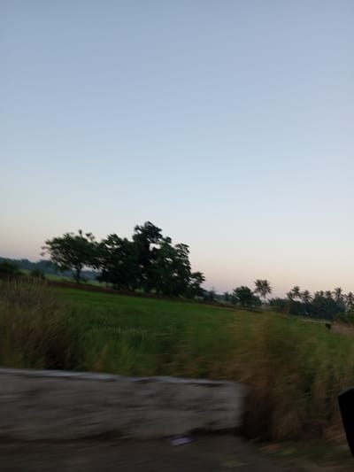 The image shows a landscape scene with a clear sky. In the middle ground, there is a field with green vegetation, likely crops or grass. A line of trees, some of which appear to be palm trees, is visible in the background, stretching across the horizon. The foreground shows a blurry section of what appears to be a road or path with some vegetation on the right side. The lighting suggests it might be dawn or dusk. The location is identified as Pallawarukka, Indonesia. There are no people or animals clearly visible in the image.