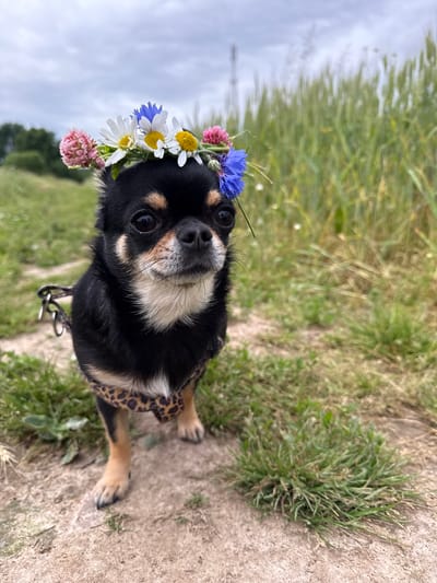A small black and tan chihuahua wearing a flower crown stands on a dirt path. The dog is facing forward, looking at the camera. Its fur is short, and it has large, dark eyes. A leopard-print harness is visible around its chest. The background consists of a grassy field and a blurred green crop. The sky is overcast. The location is Летний Отдых, Russia.