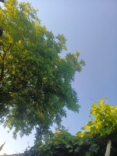 The image depicts a clear blue sky with a few scattered green leaves and branches from trees. In the lower right quadrant, a cluster of bright green grape leaves is visible, with some small green grapes. To the left, a larger, darker green tree dominates the frame, its branches reaching towards the sky. The overall impression is one of a bright, sunny day in a natural outdoor setting. The lighting suggests it is likely daytime, possibly late afternoon given the warmth of the colors. There are no people, objects, text, or specific activities clearly depicted. The location context suggests this scene is in Staronizhestebliyevskaya, Russia.