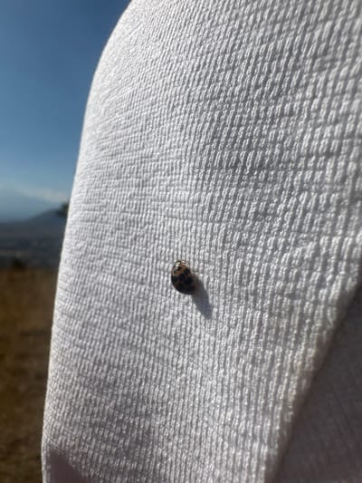 A close-up shot features a small ladybug perched on a white, textured fabric. The ladybug's shell is tan with black spots. A tiny shadow extends behind the ladybug. The fabric appears to be part of a towel or cloth, showcasing a ribbed or woven pattern. Below, a glimpse of a blue sky is visible, hinting at an outdoor setting. The image is taken at a slight angle.