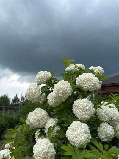 This is a medium-shot photograph taken outdoors on a cloudy day, likely in the village of Taskino, Russia. The foreground is dominated by a bush with large, spherical white flowers, appearing to be snowball viburnum. The flowers are dense and clustered, with small individual petals forming the overall rounded shape. Lush green leaves are interspersed among the blooms. In the background, dark, heavy storm clouds fill the upper portion of the frame, suggesting an impending rain shower. The lower background shows a hint of a wooden building with a dark roof on the right, and a blurred landscape of green trees and foliage on the left, hinting at a rural or semi-rural setting. There are no people or animals visible in the image.