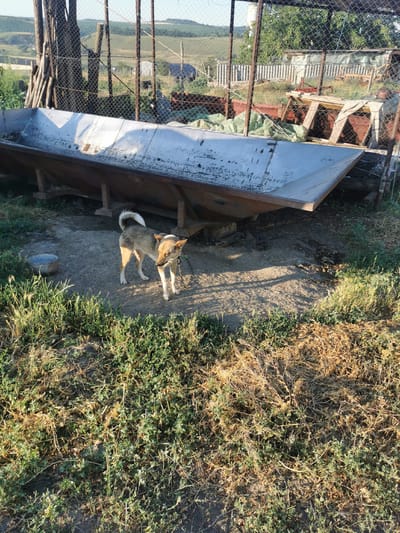 A medium-sized dog with tan and white fur stands on a dirt patch in front of a large, metal trough. The trough is elevated on wooden supports and appears weathered. Behind the trough, a chain-link fence encloses a yard with various objects, including some rusty metal structures, wooden planks, and green tarps. Further in the background, there are trees and a distant hillside under a clear sky. The sun is shining brightly, casting shadows, suggesting it is daytime, likely late afternoon given the warm light. The scene appears to be a rural setting, possibly a farm or a yard in Carbuna, Moldova. The dog is leashed and looks alert, with its ears perked. There is a small, weathered bowl to the left of the dog. The ground is covered with patches of grass and dry vegetation. The overall impression is one of a working yard or storage area. No visible text is present.