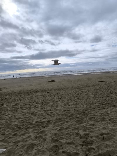 A seagull flies through the air over a sandy beach. The sky is overcast with gray clouds. The sea is choppy with waves. In the distance, there are many wind turbines on the horizon. A single person is walking on the beach in the distance. The beach is empty except for the footprints in the sand and a small pile of sand.
