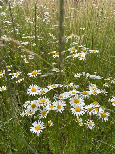 The image depicts a close-up view of a field of daisies and tall grasses. The daisies are predominantly white with yellow centers and are scattered throughout the frame, with some in sharper focus than others, indicating a shallow depth of field. The grasses are a mix of green and dried stalks, creating a natural, uncultivated environment. The lighting suggests it is daytime, possibly overcast or early morning/late afternoon, given the soft illumination. No people or specific man-made structures are visible, suggesting a rural or park-like setting. The scene is characteristic of a meadow or a natural landscape. The location is identified as Alzey, Germany, implying this is a natural setting within or near that city.