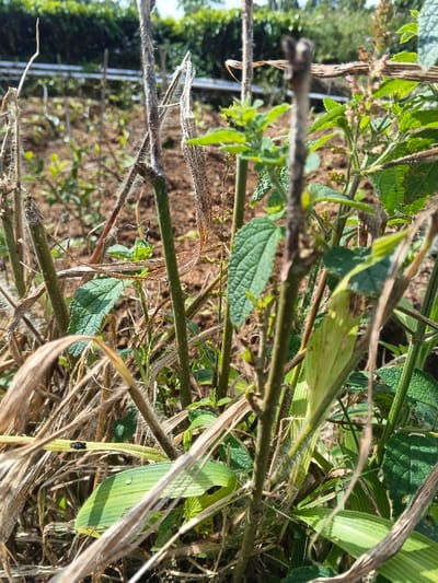 The scene depicts a close-up view of mixed vegetation within an outdoor agricultural or garden plot in Wenshan City, China, under bright daylight. The foreground is densely packed with a combination of live green plant stems and foliage, alongside dried, brittle brown and grey stalks and grasses. Prominent green plants feature textured leaves, and one plant on the right displays small pinkish-purple flower clusters. A single water droplet rests on a wide, light green leaf in the lower-center portion of the image. Two small, dark-bodied insects are visible on a dried, light-colored leaf in the lower-left quadrant. The background shows blurred tilled earth and distant green foliage, with no human subjects present.