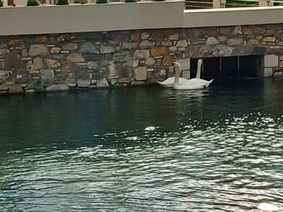 Two white swans are floating in a canal in Drama, Greece. The swans are near a stone wall with a rectangular opening. The water is rippled with reflections. Above the wall is a concrete structure and some small plants.