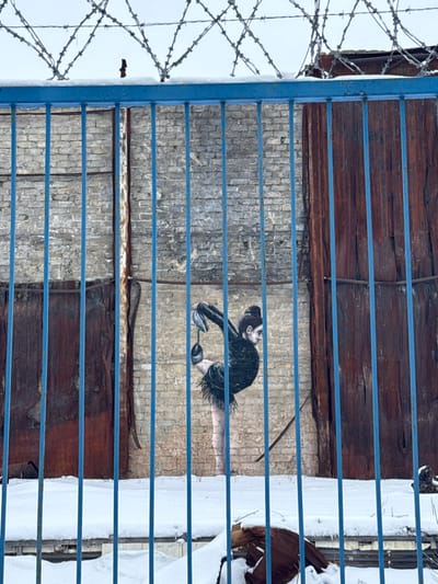 The image showcases Banksy's mural of a gymnast, viewed through a blue, barred fence with barbed wire. The mural depicts a female figure with a bun, wearing a black dress with a fringed skirt, balancing on rubble. The backdrop appears to be a brick wall, with wood paneling above and below. To the right, beyond the fence, there is snow. The angle is tilted, giving a distorted perspective.