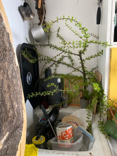 The image displays an indoor scene, likely a kitchen or utility area, characterized by a somewhat cluttered arrangement of household items. The central subject is a large, fresh branch adorned with numerous bright green, needle-like leaves, possibly from a Larch tree, which hangs downwards across the frame.
The branch is positioned above a white counter or shelf. On this surface, a black rectangular tray is prominent, featuring a white circular logo with the text "ÄLMHULT SMÅLAND" and a crown graphic, indicating a potential origin from Sweden. To the left of the tray, a small aluminum pot and an ornate silver-colored cup with detailed engravings are visible.
To the right, various kitchen essentials are stored or placed. These include a stack of plates, with a white one featuring a green design. Several clear plastic storage containers are present, one with a blue lid, faintly showing text like "Good Good," and another containing a red and white can with the inverted word "SODA" visible. Black frying pans, a yellow plastic lid, and a yellow cloth are also seen. Above the white counter, a light yellow shelf or cabinet is visible, and a green textured ceramic pot can be glimpsed in the upper right corner. A rustic wooden edge, possibly a large cutting board or a decorative element, occupies the bottom foreground.
No activity is taking place, and no people are present. The scene appears to be static, captured during daytime. The visible text on the tray, "ÄLMHULT SMÅLAND," suggests a Swedish connection for that particular item.