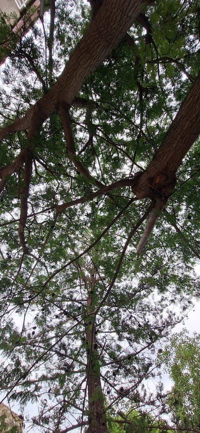 This media file presents an upward-looking perspective into the dense canopy of a large tree, set against a bright, diffused sky. Several thick, sturdy tree trunks, characterized by their textured, furrowed bark, cut diagonally across the frame. From these main trunks, an extensive network of thinner branches spreads outwards, supporting a rich display of foliage. The leaves are small, dense, and green, appearing needle-like or scale-like, forming a vibrant green mosaic against the lighter sky. Numerous small, dark, and round cones are interspersed among the leaves and branches, particularly noticeable in the upper and central areas of the image. The lighting suggests daytime, with a soft, even illumination filtering through the leaves, indicating an overcast day or dappled sunlight. In the lower-left corner, a sliver of a light-colored building, possibly with a window frame, is partially visible, hinting at an urban or garden environment. The image evokes a sense of being enveloped by nature, characteristic of a leafy outdoor space in a location like Santa Cruz de Tenerife, Spain. No human activity or visible text is present.