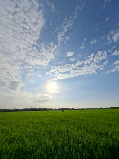 This is a horizontal, eye-level shot of a lush green rice field under a bright, partly cloudy sky. The sun is a brilliant, diffused orb in the upper middle of the frame, casting a warm glow over the scene. Wispy white clouds are scattered across the blue sky. The foreground is dominated by the verdant expanse of the rice paddy, with individual stalks clearly visible. In the distance, a line of trees forms a dark green horizon, behind which a few buildings and a construction crane can be seen. The overall impression is one of peaceful, rural tranquility in Dayahbaro, Indonesia.