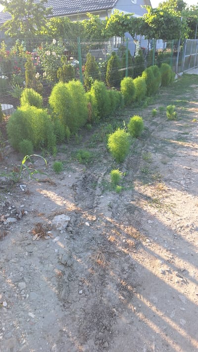 This is a vertical, eye-level medium shot of a residential yard with a fence and a gravel path in Sărata-Galbenă, Moldova. The scene is bathed in the warm, low light of either early morning or late afternoon, creating long shadows across the path and highlighting the vibrant green of the vegetation.
The subjects are primarily plants: a row of neatly trimmed, spherical bushes line the side of a green metal fence. Beyond the fence, more lush green bushes and trees are visible, interspersed with colorful flowers, suggesting a well-maintained garden. A house with a dark grey, tiled roof is partially visible on the left. The right side of the image is dominated by a gravel path with patches of dry, cracked earth and scattered stones, indicating a somewhat arid or recently disturbed area. A young corn plant is growing near the edge of the path. The overall impression is one of a peaceful, rural or suburban setting. No people are visible.
The weather appears to be clear and sunny, with the strong shadows suggesting a time when the sun is low in the sky. There is no visible text in the image.