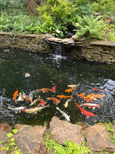 This is a high-angle, medium shot of a koi pond located in the city of Sosny, Russia. The pond is surrounded by a stone wall and lush greenery, with a small waterfall flowing into the water on the left side of the frame. A school of approximately 20 koi fish of various colors, including orange, white, and black, swim in the dark water. The fish are actively swimming, with some appearing to be feeding on something near the surface. The water is partially obscured by small white bubbles and ripples. The overall environment appears to be a well-maintained garden or park.