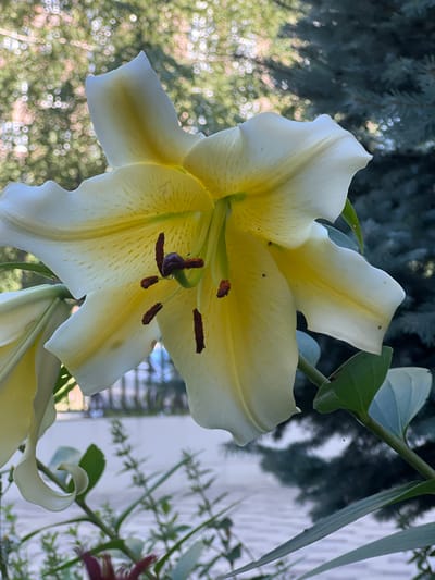 A close-up, eye-level, medium shot features a large, white and yellow lily in full bloom. The flower's petals are gently curved and ruffled, with subtle yellow markings radiating from the center. The stamen and pistil are visible, with dark brown anthers. The background is softly blurred, showing hints of green foliage, possibly from trees and other plants, and a light-colored structure that could be a building or fence. The lighting appears natural, suggesting an outdoor setting during the day. There are no people or animals visible in the frame. The image does not provide any specific indicators of its location within the city of Magas, Russia.