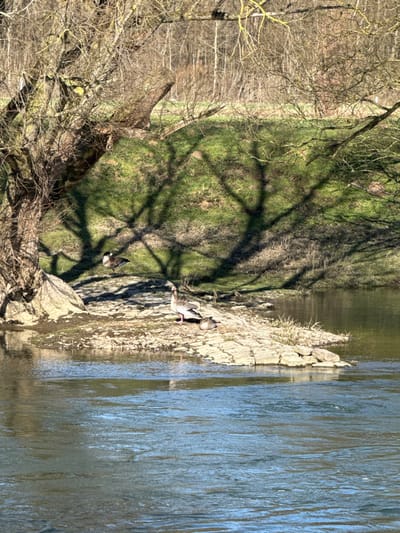 This image depicts a natural outdoor scene along a river in Hattingen, Germany, under clear, sunny conditions. The foreground features a body of water exhibiting ripples and reflections of sunlight. A small, flat rocky islet or outcrop is situated in the midground, partially submerged at its edges by the river.

On this rocky islet, one adult goose, likely a Greylag Goose, stands upright, facing towards the right side of the frame. Adjacent to it, a smaller bird, possibly a duck or a juvenile goose, is resting low on the rocks.

To the left of the rocky islet, the riverbank rises, covered in green grass. A large, mature deciduous tree with bare branches dominates the left side of the frame, casting prominent, elongated shadows of its branches across the grassy bank and onto the rocky surface of the bank. Another goose, dark-headed and dark-necked, is observed standing on the grassy bank beneath the shadows of this tree.

The background consists of a further tree-lined slope covered in sparse vegetation and numerous bare deciduous trees, indicating a season likely early spring or late autumn. The overall lighting suggests direct sunlight from the upper right, casting long shadows across the scene.