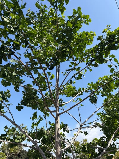 The image displays a low-angle view looking upwards through the branches and leaves of a tree against a clear blue sky. The primary subjects are the tree branches and their distinctive fan-shaped green leaves, which are characteristic of a Ginkgo Biloba tree. The branches are varied in thickness, with some bare and others densely covered in foliage. Sunlight filters through the leaves, creating areas of bright illumination and highlighting the vibrant green color.
The background is a bright, unblemished blue sky, with a few faint white clouds visible in the upper right corner of the frame. This indicates a clear and sunny day. The lighting suggests it is daytime, likely mid-morning or early afternoon, given the intensity of the light and the absence of long shadows. There is no discernible activity taking place, as the image is a static shot of nature. The scene conveys a sense of tranquility and natural beauty, consistent with an outdoor setting such as a park or a tree-lined street in Seal Beach, United States of America. No text is visible in the image.