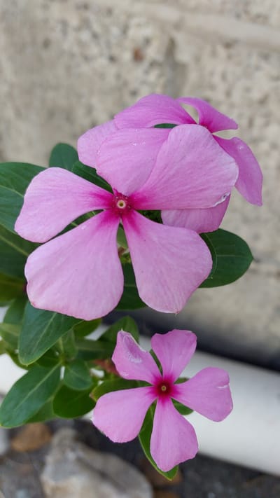 The image shows a cluster of pink periwinkle flowers with five petals each, growing among green leaves. A textured, light gray surface is visible in the background on the left, while a white cylindrical object is behind the flowers on the right, along with some rocks. The image captures a close-up, natural setting. The location of Amador Salazar, Mexico, is not evident within the image.