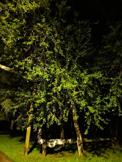 This is a nighttime, medium-angle, outdoor shot of a tree with lush green foliage. The tree is illuminated by artificial light, casting shadows and highlighting the texture of its leaves and branches. In the background, there is a dark, indistinct area, likely more trees or foliage. In the lower left of the image, a patch of green grass is visible, and to the right of that, a light-colored, possibly wooden or concrete, structure stretches across the frame, partially obscured by the tree. The overall impression is one of a park or natural setting within a city, possibly in Novlanka, Russia.