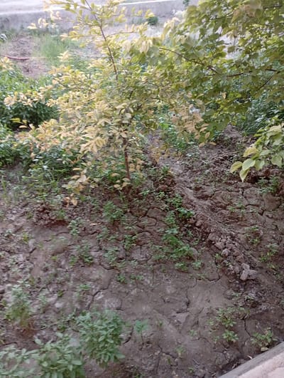 The image captures a scene of dry, cracked earth with sparse vegetation in Shofirkon, Uzbekistan. The foreground and midground are dominated by the parched soil, with small green plants struggling to grow. A young tree with light-colored leaves stands prominently in the center, appearing somewhat unhealthy or in a state of dormancy. Behind it, larger trees with darker green foliage offer some shade. The ground is uneven, with visible soil disturbances and the texture of dry, compacted earth. In the background, a hint of a paved area or walkway can be seen, along with some grassy patches and distant vegetation. The overall impression is one of a dry, possibly arid environment, given the state of the soil and the vegetation. There is no visible text in the image. The lighting suggests it could be daytime, but the overcast conditions or early morning/late afternoon light might be contributing to the muted tones.