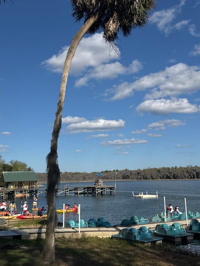 The image depicts a recreational waterfront scene at a lake in Micanopy, United States, under a clear blue sky with scattered white cumulus clouds. A tall, slender palm tree with a curved trunk and dark fibrous material covering its lower section occupies the left foreground.

In the midground, a wooden dock with a green-roofed shelter extends from the left shoreline. Approximately 8-10 individuals are visible in this area, some preparing to launch or already positioned in red, yellow, and white kayaks and paddleboards. To the right, a longer wooden pier extends into the water, featuring a blue and white lifeguard chair at its terminus. A small white rectangular floating platform is situated in the water further out. Along the immediate right shoreline, several light blue pedal boats are docked, with two individuals occupying one boat further from the shore. The distant shoreline is densely wooded with deciduous trees.