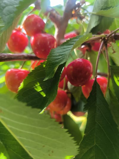 The image shows a close-up view of ripe cherries hanging from a tree branch. The cherries are a vibrant red color and appear plump and juicy. They are clustered together on thin stems, with green leaves interspersed among them. The sunlight filters through the leaves, casting dappled shadows on some of the cherries and highlighting their glossy surfaces. The background is a blur of green and brown, suggesting a natural outdoor setting. The image appears to be taken on a sunny day, as indicated by the bright lighting and clear shadows. The focus is on the cherries, drawing attention to their natural beauty and abundance. There is no visible text in the image. The setting is likely a cherry orchard or garden in Kotayq, Armenia.
