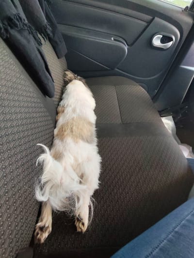 The image shows a small, long-haired dog with white and tan fur sleeping on the back seat of a car. The dog is lying on its side, stretched out lengthwise across the seat. A dark-colored jacket or blanket with a fringed edge is draped over the back of the seat, partially covering the dog's head. The car's interior is visible, including the textured fabric of the car seats and the door panel with a silver door handle. A person's leg, clad in blue jeans, is visible in the lower right corner of the frame, suggesting someone is sitting in the car. The image appears to have been taken during the daytime, as indicated by the lighting. The scene evokes a sense of calm and comfort, with the dog appearing to be peacefully asleep during a car journey. The background details suggest a typical car interior, with no specific external location cues other than the general context of a car ride. There is no visible text in the image.