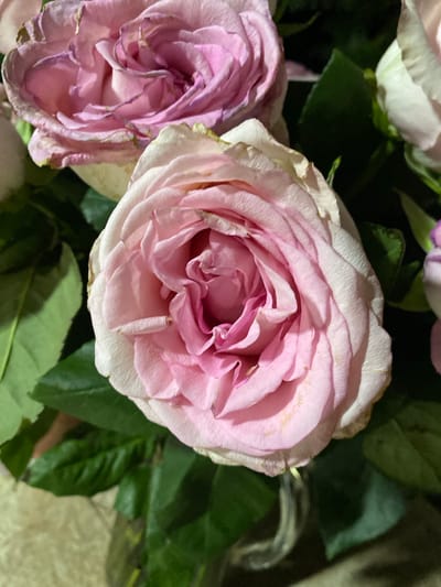 The image shows a close-up of a bouquet of pink roses with green leaves. The roses are in various stages of bloom, with some appearing fully open and others still budding. The petals have a soft, velvety texture and exhibit delicate shades of pink, with some edges tinged with a lighter hue and slight browning. The leaves are a deep green and appear healthy. The background is dark, suggesting an indoor setting, possibly illuminated by artificial light. The scene does not provide any contextual information about the city of Oktiabrskaya, Russia, or any people or actions taking place.