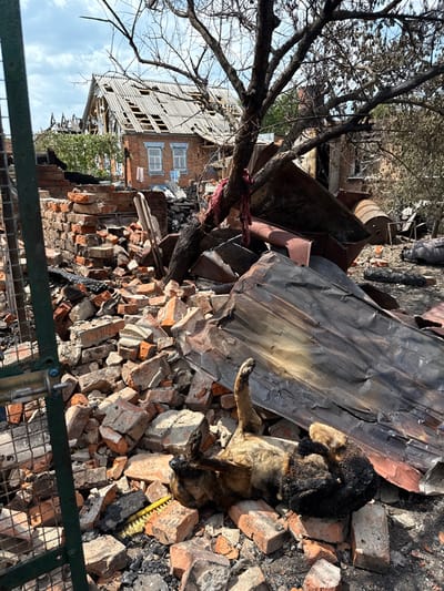 This image depicts a scene of extensive destruction in Nedryhailiv, Ukraine, under a clear sky during daylight hours. In the immediate foreground, a deceased, medium-sized animal, consistent with a dog, lies supine on a pile of red bricks and charred debris. The animal's fur appears singed and blackened, particularly on its underside, with its four limbs extended upwards. A yellow-bristled brush is visible near the animal's head.

Behind the animal, a large volume of rubble consisting primarily of broken red bricks, charred wooden beams, and twisted, corrugated metal sheeting dominates the mid-ground. A prominent, leafless tree with scorched bark, from which a piece of red fabric is hanging, stands amidst the debris, partially obscuring the view.

In the background, a two-story brick house with white-framed windows is visible. Its gray slate roof shows significant damage, with multiple sections missing, exposing the underlying timber framework. Clothes are hanging outside one of the upper-story windows. To the right of this house and behind the tree, another structure appears heavily damaged and partially collapsed, with charred remains. The ground throughout the scene is covered in ash and debris, indicating a prior fire.
