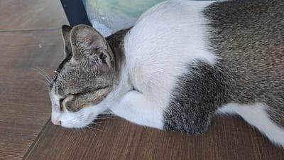 The image is a close-up shot of a domestic cat sleeping on a wooden floor. The cat has tabby markings on its head and white fur on its chest and belly. Its eyes are closed, and its head is resting on its paws. The background is blurred, but it appears to be indoors. The image does not provide any information about the location in the city of Cotbadatunong, Indonesia.