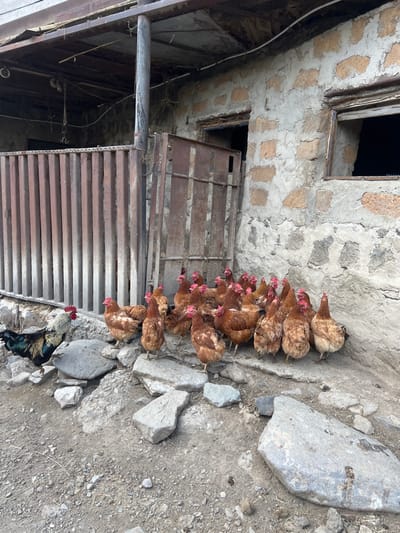A group of brown chickens huddles against a rough stone wall next to a weathered metal structure. The chickens are densely packed, with only their heads visible in the center of the group. A lone rooster stands apart, displaying black and iridescent green plumage. The ground is dry and littered with small rocks and debris. A small window is partially visible in the upper left corner.