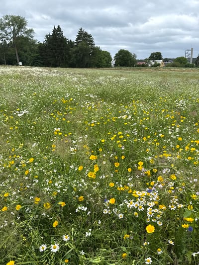 The image shows a dense field of wildflowers, predominantly white daisies and yellow buttercups, interspersed with green grass and other smaller plants. In the background, a line of trees forms a natural boundary, with a few buildings and a modern-looking tower visible beyond the trees. The sky is overcast with heavy, grey clouds. The scene appears to be in a rural or semi-rural area, possibly a meadow or a field left to grow wild. The location is identified as Kołczewo, Poland. There are no people, animals, or visible actions taking place. The environment is natural and undeveloped, with the focus being on the abundance of wildflowers.