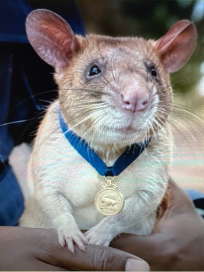 A close-up shot focuses on a light brown and white rat wearing a blue ribbon and a gold medal around its neck. The rat is held by a person, with their hands visible supporting the animal. The background is blurred, with hints of dark blue fabric on the left and green foliage on the right. The image appears to be taken outdoors. There is no information in the image to suggest the location in Protasovo, Russia.