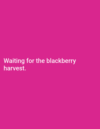 The image displays white text on a vibrant pink background. The text reads "Waiting for the blackberry harvest." There are no other objects, people, or environmental details visible in the image. The location in Dubossary, Moldova, is not discernable from the visual information provided.