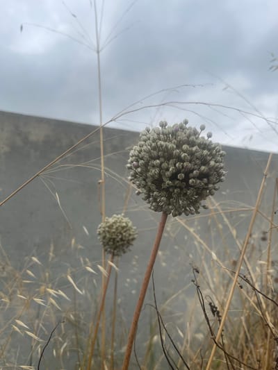 The image is a close-up, low-angle shot of a cluster of dried allium seed heads in the foreground, with a blurred concrete wall in the background. The seed heads are spherical, with many small, light green, bulbous structures, some with hints of purple at their tips, clustered together on thin, upright stems. Dry, wispy grass and other dried plant stalks are interspersed throughout the foreground, creating a textured, autumnal feel. The background consists of a plain, textured concrete wall, which is out of focus, and a hazy, overcast sky above. The overall impression is one of nature reclaiming or existing alongside man-made structures, set against a muted, atmospheric backdrop. The specific location of São João das Lampas, Portugal, is not visually discernible from the image itself, as there are no identifying landmarks or contextual clues.