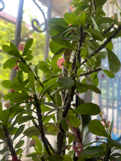 The image shows a close-up of a thorny plant with green leaves and small pink flowers, likely a Crown of Thorns (Euphorbia milii). The plant is positioned in front of a window with a blurry background showing greenery and what appears to be a building with a reddish roof, suggesting it is outdoors or near a window with an outdoor view. The sunlight is filtering through the window, creating a bright, somewhat overexposed effect. The overall scene suggests a domestic or garden setting. There is no information about the city of Kattakurgan, Uzbekistan in the image.