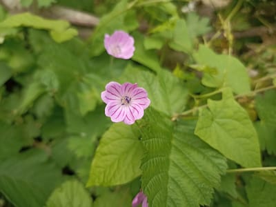 This media file shows a close-up view of two small, pinkish-purple flowers with darker purple veins on their petals. The flower in the foreground is in sharp focus, revealing its delicate structure and intricate veining. It has five petals and a dark center with visible stamen. Another flower, slightly out of focus, is visible in the background to the upper left.
The flowers are surrounded by lush green foliage, with large, broad leaves and some smaller, more delicate leaves. The background is blurred, suggesting a natural outdoor setting. The lighting appears to be natural daylight, possibly diffused by clouds, as there are no harsh shadows. The overall impression is one of a serene and natural scene, focusing on the detail and beauty of the flowers. The image does not contain any visible text. The location context provided is Gusar, Azerbaijan.