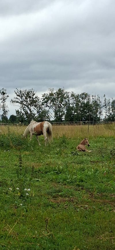 The image depicts an outdoor scene, likely a field or pasture, under an overcast sky. In the foreground, lush green grass is interspersed with some weeds and small white flowers. To the left, a pony with a brown and white coat is grazing, its head lowered towards the ground. To the right and slightly further back, a foal is resting on the grass, lying down on its side. The background features a line of trees with full foliage, and a wire fence running horizontally behind the trees. The overall impression is of a peaceful rural setting. The specific location of Kata, Estonia is not discernible from the visual elements of the image itself.